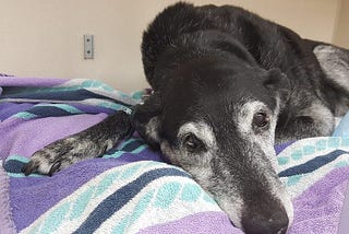 How to Cope When Your Dog Has Alzheimer’s (Canine Cognitive Dysfunction)