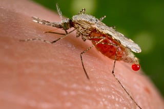 Eradicating malaria with CRISPR gene drives