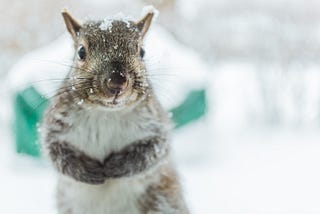 Winter Squirrel