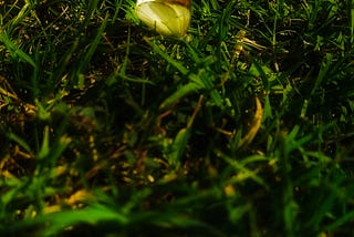 Not Every Lesson Comes In Words — Some Arrive On Wings.