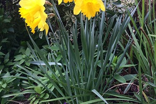 Standing at the edge of Spring, creating Peace.
