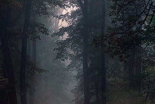 misty forest trail with light somewhere up above