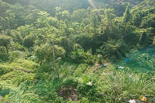 三玉號聊野草 (下)