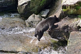 Alaska’s Hidden Treasures: Land Life and Marine Life