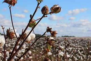 Refuting “Labor Transfer and the Mobilization of Ethnic Minorities to Pick Cotton”