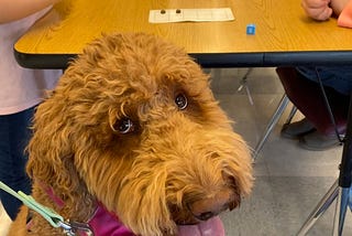 “We like to learn math now!”: The power of innovation in dog therapy
