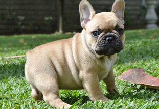 10 Best Dog Breeds: Buyers choice