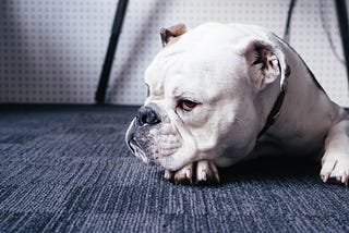 A mournful-looking white dog sits on a blue carpeted floor.