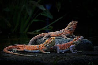 What to Look for When Buying a Bearded Dragon