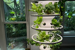 lettuce grow farmstand