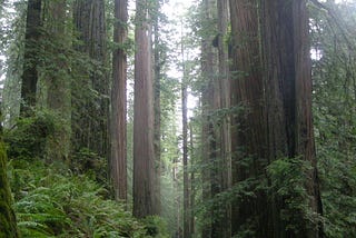 Dreaming of Sequoias in the Suburbs