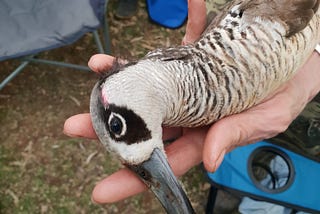 Submission to the Inquiry into Victoria’s Recreational Native Bird Hunting Arrangements