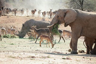 June Monthly Challenge — Wildlife