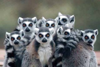 Lemurs of Madagascar: A Unique Tapestry of Biodiversity