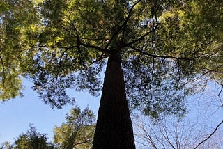 Big Tree Energy