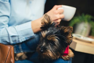 Exciting Pet Businesses to Start Today