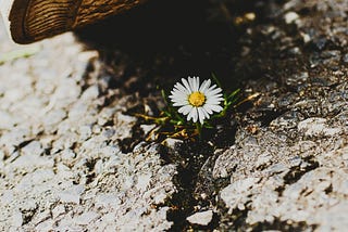 walk a mile in chamomile