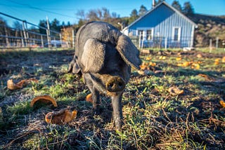 Happy chickens, frolicking pigs: Where to buy local humanely-raised meat on the Peninsula