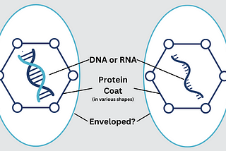 How Do Viruses Work?