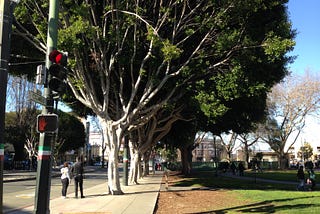 San Francisco’s Problem With Trees