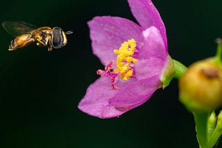 Hoverfly near pink flower