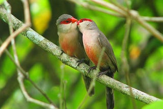 The Lost Art of Flirtation