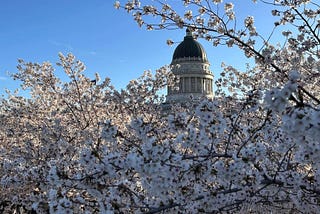 Thousands Gathered To Enjoy Beautiful Cherry Blossoms In Utah