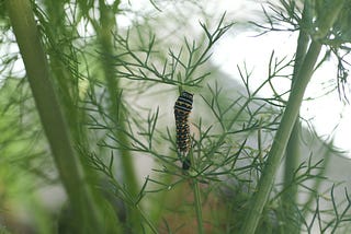 Fennel — Giver of Life