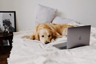 Yellow labrador on bed watching an open Mac laptop