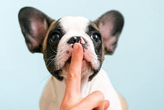 White and black French Bulldog with human’s index finger on its snout encouraging the dog to be quiet.