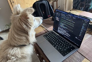 My dog and my laptop