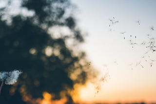 We contain the voices that have spoken to us (For Shuhada’/Sinéad)