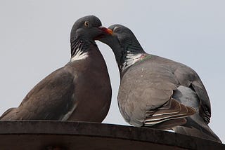 What a Pigeon Taught Me About Kindness