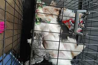 Nine lessons on writing and life that I’ve learned from training a puppy