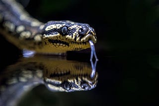 Fascinating Snake Facts and Types (Compulsory to Know!)