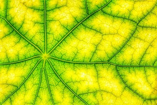 The Unexplained Efficiency of Photosynthesis