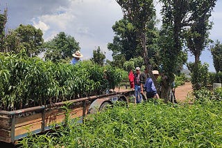 OFP Reforestation Methodology: Built for Integrity and Transparency