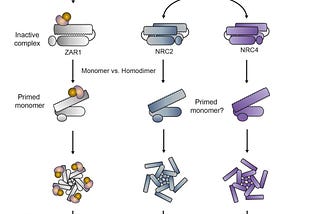 Papers galore: A year-end update on immune receptor networks