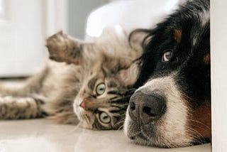 A dog and a cat together — how to raise them in the same apartment