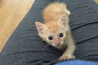 My kitten died — and it’s everyone’s fault