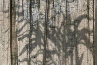 shadow of bamboo leaves on the white curtain at home