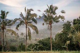Finding Prosperity in a Coconut Tree