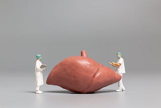 Miniature doctor and nurse observing human liver.