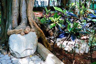 A garden with a tree trunk growing around a rock