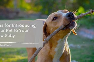 Dr. Allen Cherer on Tips for Introducing Your Pet to Your New Baby