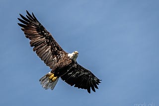 A bald eagle in flight