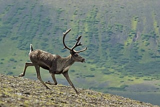 Proposed Ambler Access Project: Potential Effects on Caribou & People