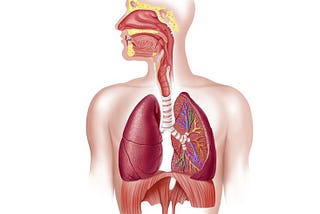 Human Anatomy and Physiology: The Respiratory System and Respiratory Diseases