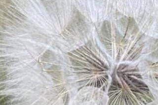 Morning Resilience: a Joy Work Poem