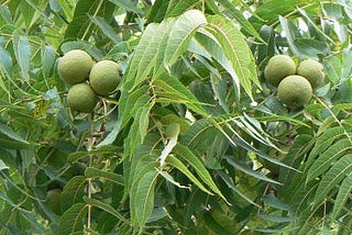 An Open Letter to My Neighbor’s Walnut Tree